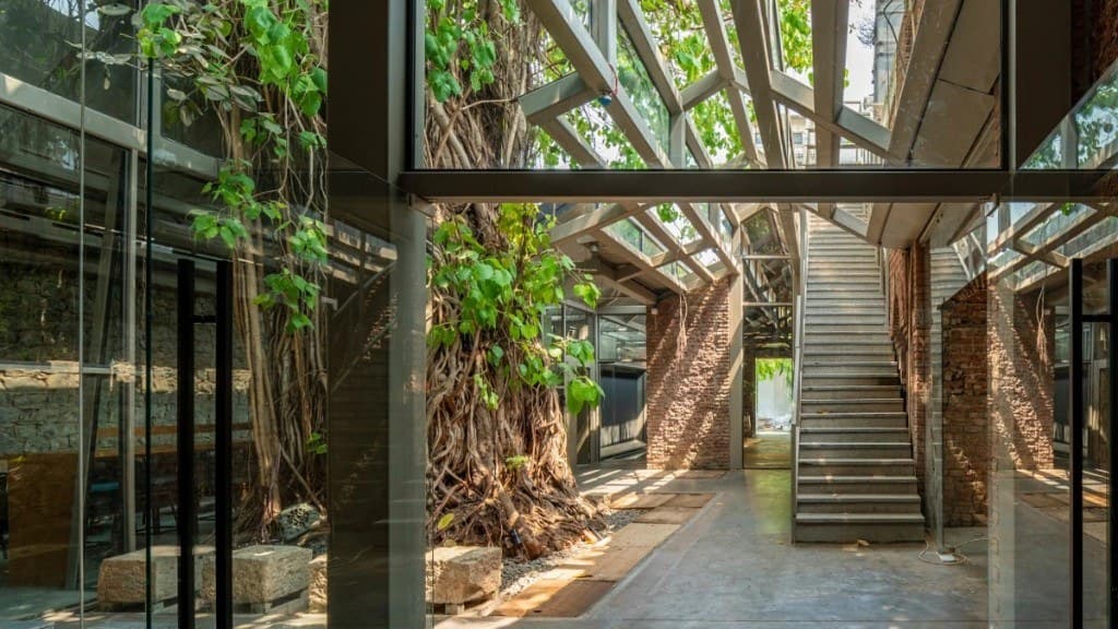 The banyan tree growing through the glass-roofed courtyard at IFBE, Mumbai